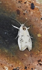 Arignota stercorata