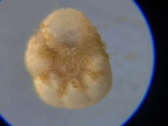 Ioanella tumidula