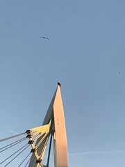 Haliaeetus leucocephalus