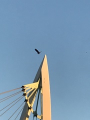 Haliaeetus leucocephalus