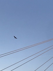 Haliaeetus leucocephalus