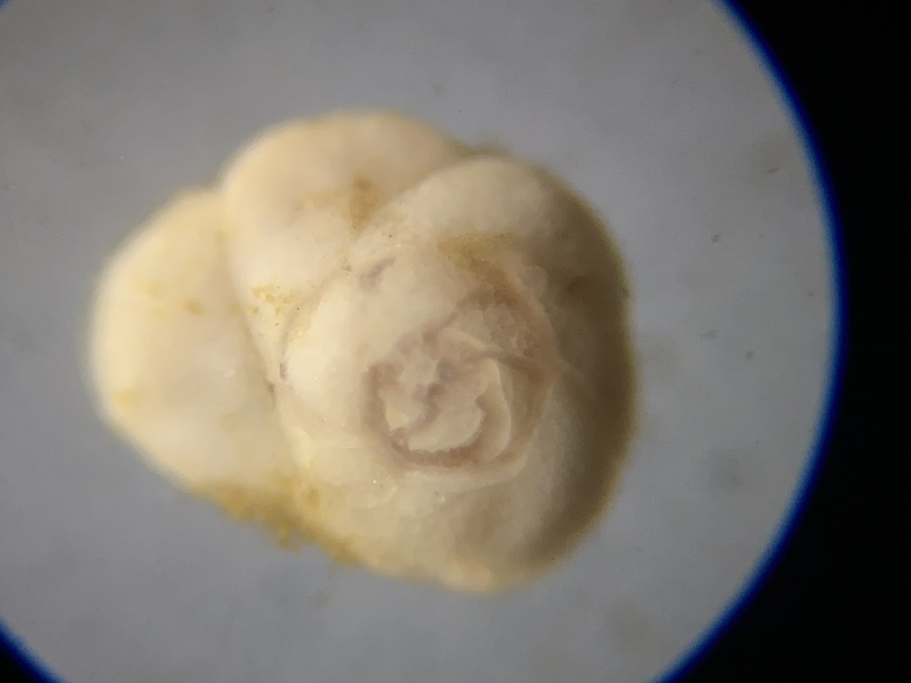 Eponididae