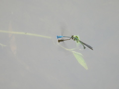 Pseudagrion microcephalum