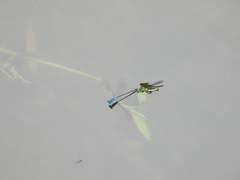 Pseudagrion microcephalum