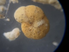 Cribrostomoides jeffreysii