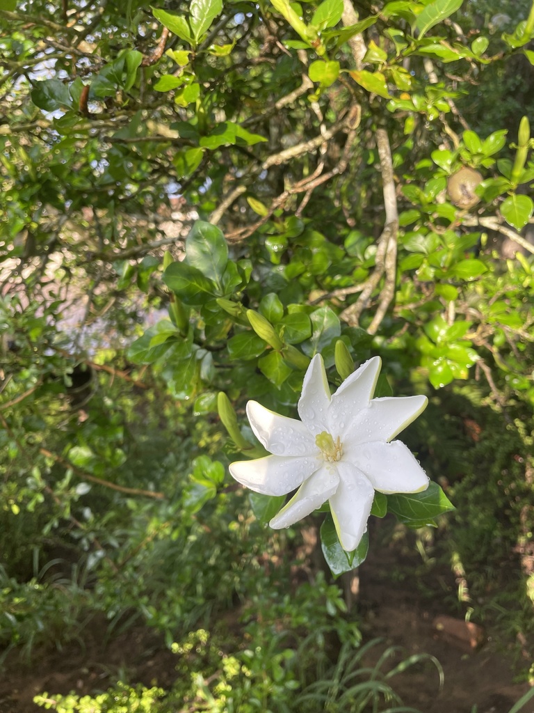 Forest Gardenia