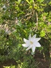 Forest Gardenia - Photo (c) j9wardable, some rights reserved (CC BY-NC)
