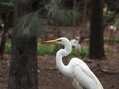 Ardea alba