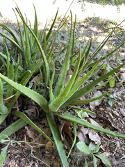 Aloe vera