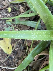 Aloe vera