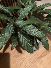 Goeppertia rufibarba