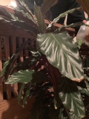 Goeppertia rufibarba