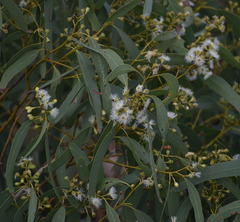 Eucalyptus drepanophylla