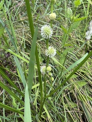 Sparganium subglobosum