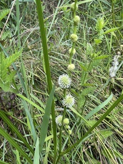 Sparganium subglobosum