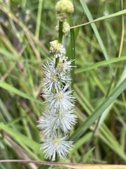 Sparganium subglobosum