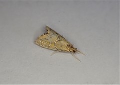 Glaucocharis auriscriptella