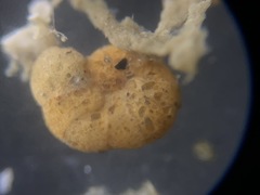 Cribrostomoides jeffreysii