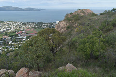 Eucalyptus drepanophylla