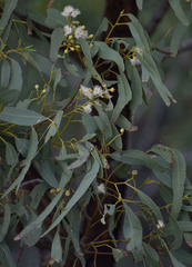 Eucalyptus drepanophylla