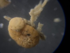 Cribrostomoides jeffreysii