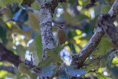 Colaptes auricularis