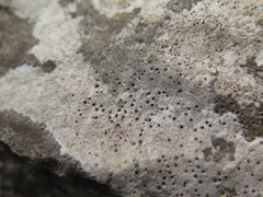 Bagliettoa calciseda