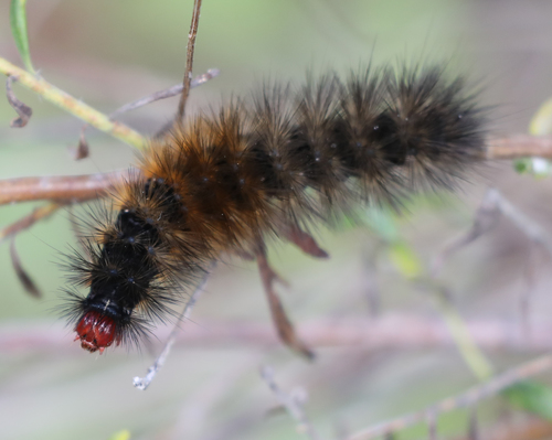 black-and-white tiger moth