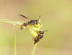 Masarinae