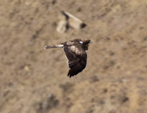 Águila calzada (Hieraaetus pennatus)