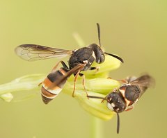 Masarinae