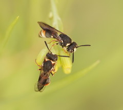 Masarinae