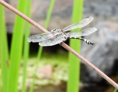 Ictinogomphus australis
