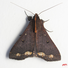 Rejectaria cocytalis