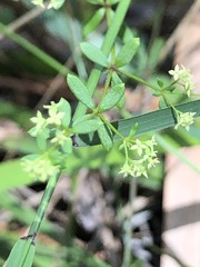 Galium australe