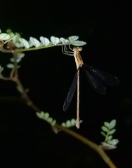 Lestes undulatus
