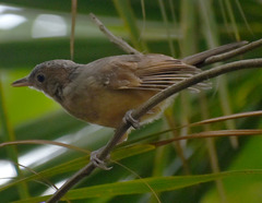 Colluricincla rufogaster rufogaster