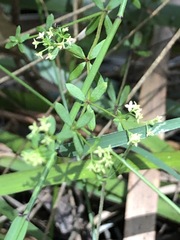 Galium australe
