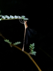 Lestes undulatus