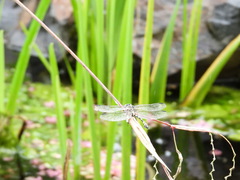 Ictinogomphus australis