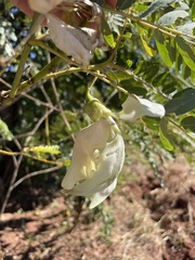 Sesbania grandiflora