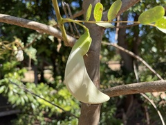Sesbania grandiflora