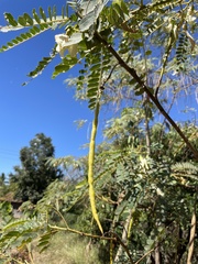 Sesbania grandiflora
