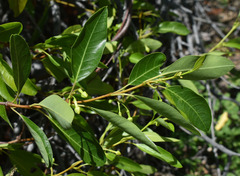 Gymnanthera oblonga