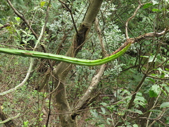 Selenicereus spinulosus