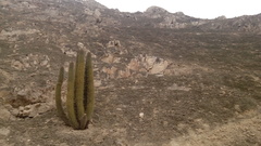 Haageocereus acranthus