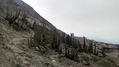 Haageocereus acranthus