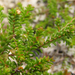 Ochrosperma citriodorum - Photo (c) Samuel Frankel, μερικά δικαιώματα διατηρούνται (CC BY), uploaded by Samuel Frankel