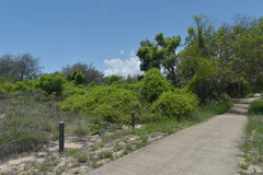 Gymnanthera oblonga