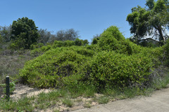 Gymnanthera oblonga